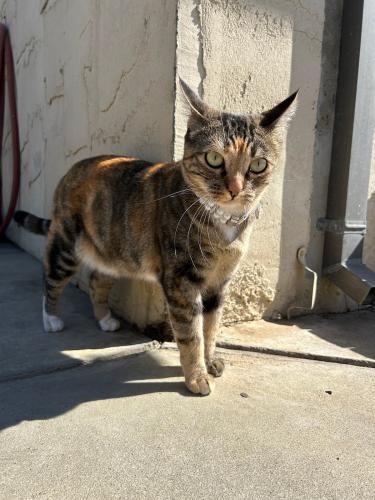 Lost Female Cat last seen laurel heights park, St Edwards Ave, N Madeira Ave, Salinas, CA 93905