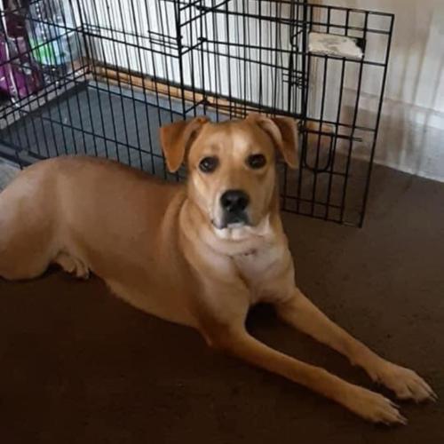 Lost Female Dog last seen Highway underpass, Rootstown, OH 44272