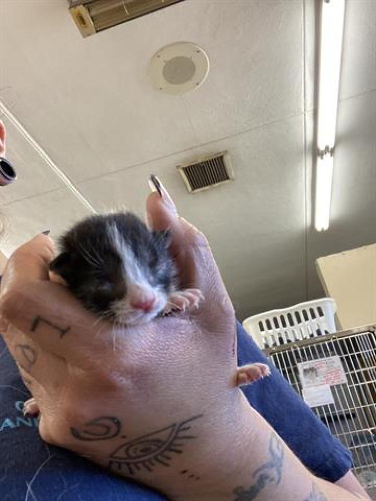 Shelter Stray Male Cat last seen SANDALWOOD, Chula Vista, CA 91911