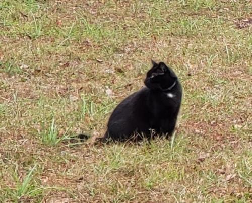 Lost Male Cat last seen NW 39th Avenue and NW 13th Street, Gainesville, FL 32609