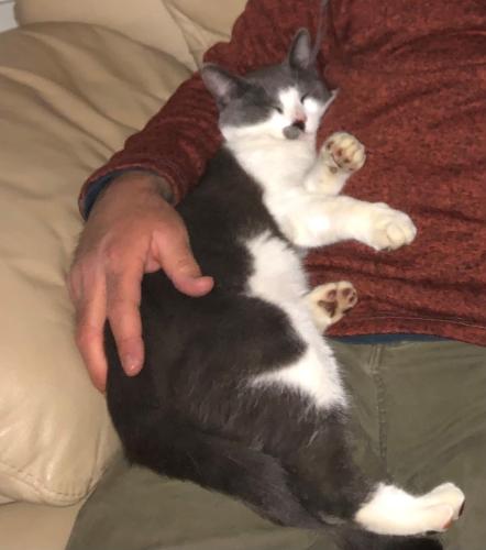 Lost Male Cat last seen Caldwell Ave and Akers Road, Visalia, CA 93291