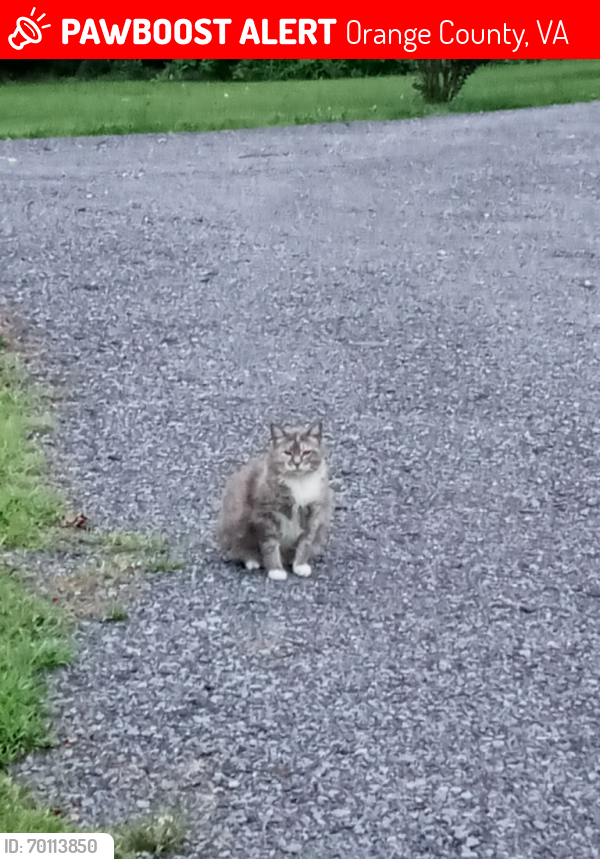 Lost Female Cat last seen Thornhill Rd., Orange County, VA 22960