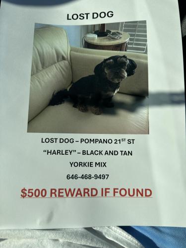 Lost Female Dog last seen 27th Ave …, Pompano Beach, FL 33062