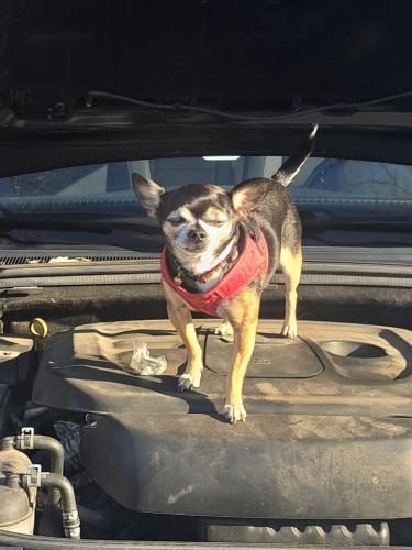 Lost Male Dog last seen 151st and Stagecoach Dr., Olathe, KS 66062