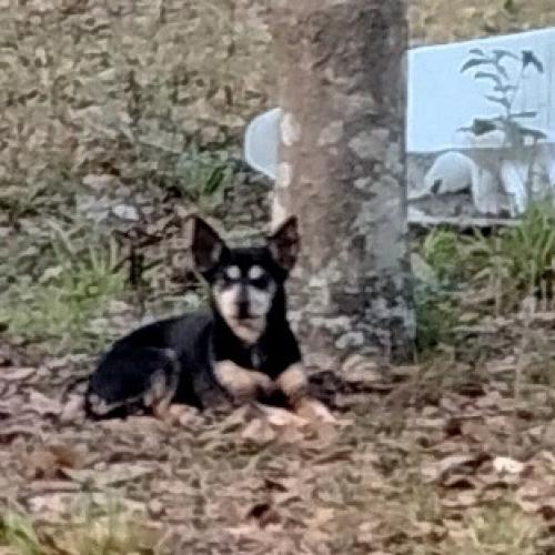 Lost Male Dog last seen Ashley & Greenwood , Greenville, FL 32331