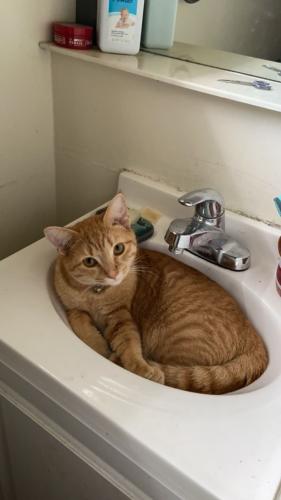 Lost Male Cat last seen near 21st street and mt. vernon, Newark, OH 43055