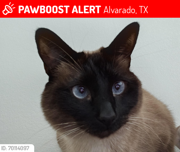 Lost Female Cat last seen Parks of alvarado, Alvarado, TX 76009