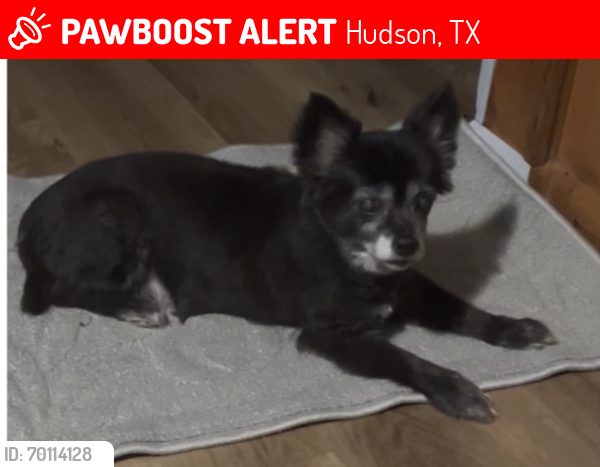 Lost Male Dog last seen Jim Nelson road, Hudson, TX 75904