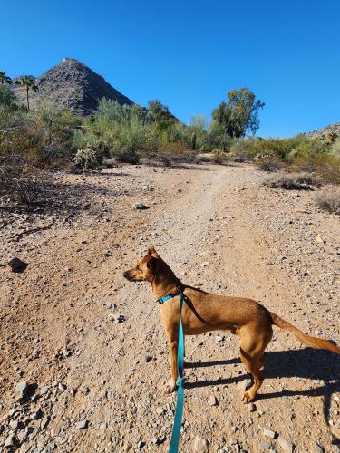 Lost Male Dog last seen Casa grande (not sure), Casa Grande, AZ 85122