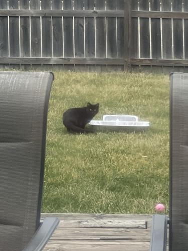 Lost Unknown Cat last seen Meadowbrook st and green trail , Plainfield, IL 60544