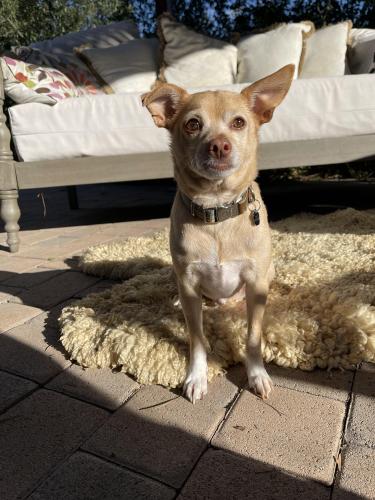 Lost Male Dog last seen Fairhaven, Valley Circle, Ducor, Los Angeles, CA 91367