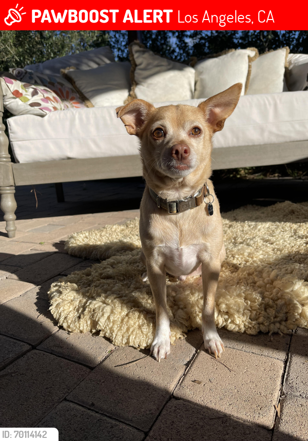 Lost Male Dog last seen Fairhaven, Valley Circle, Ducor, Los Angeles, CA 91367