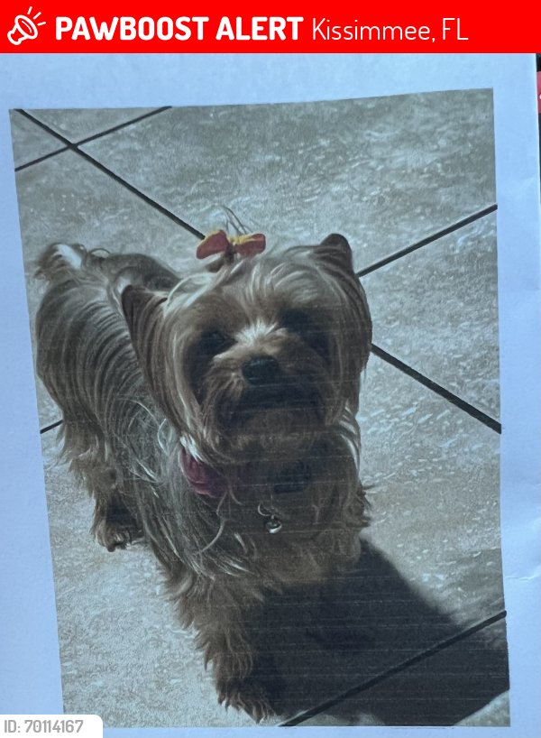 Lost Female Dog last seen Kissimmee/BVL, Kissimmee, FL 34743