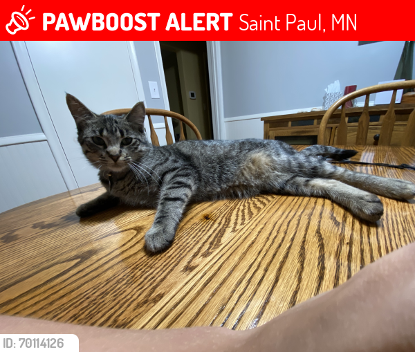 Lost Female Cat last seen Near Ohio street, Saint Paul, MN 55118