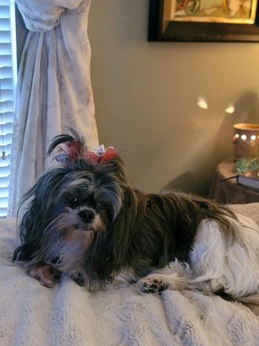 Lost Female Dog last seen Cypress Woods/Spring Area, Spring, TX 77388