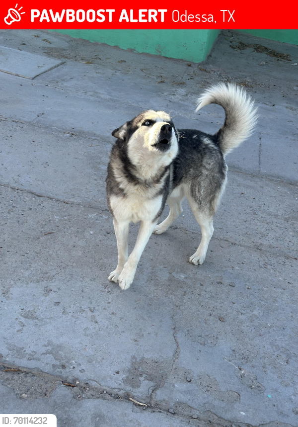 Lost Male Dog last seen Odessa college , Odessa, TX 79761