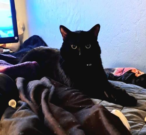 Lost Male Cat last seen SE Wildcat Dr, Bend, OR, Bend, OR 97702