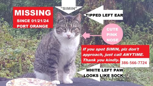 Lost Unknown Cat last seen Canal View Blvd/Spruce Creek Rd., Port Orange, FL 32129