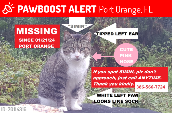 Lost Unknown Cat last seen Canal View Blvd/Spruce Creek Rd., Port Orange, FL 32129
