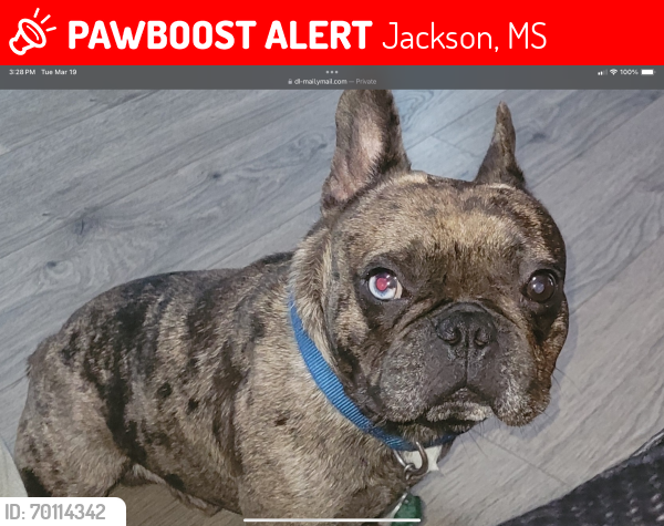 Lost Male Dog last seen Parkway and Old Canon, Jackson, MS 39211