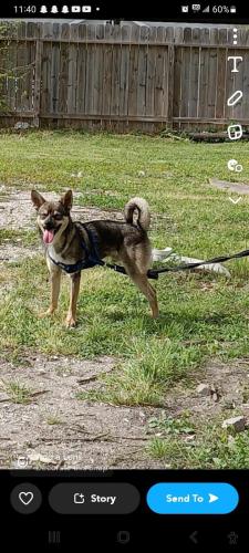 Lost Male Dog last seen Near seabird st baytown tx , Baytown, TX 77521