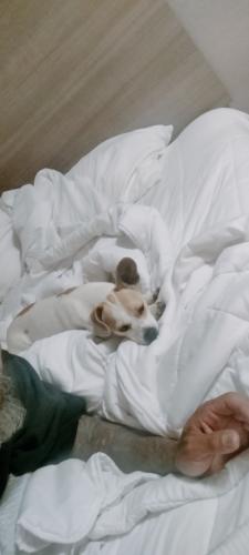 Lost Female Dog last seen Laundry wash and fold, Albuquerque, NM 87111
