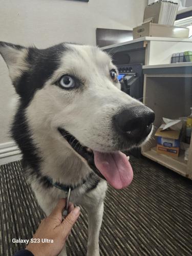 Lost Male Dog last seen Maine and 7200 South near I- 15, Midvale, UT 84047