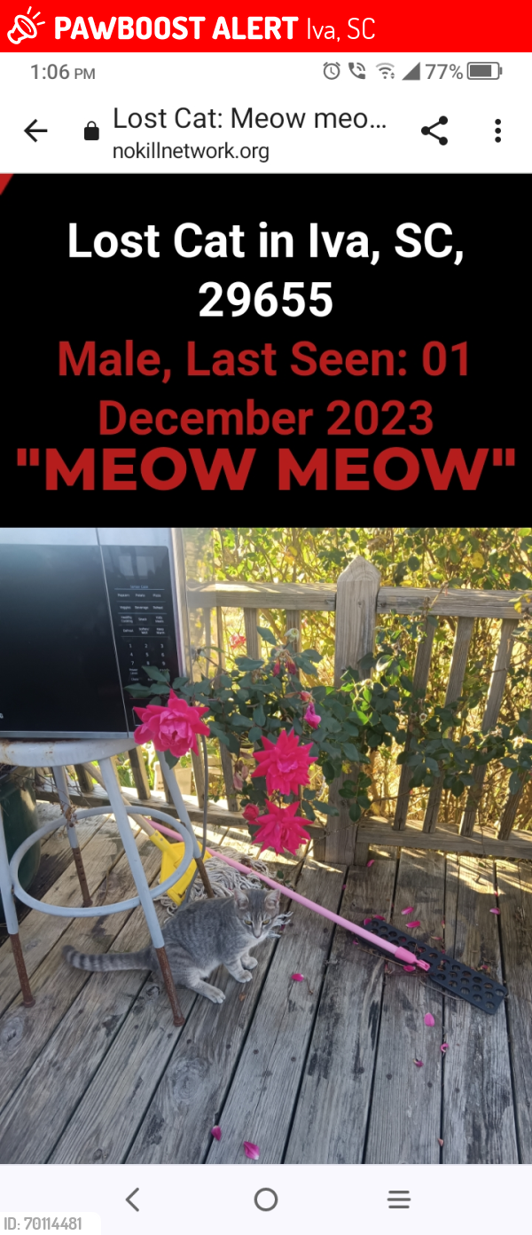 Lost Male Cat last seen Across the road from Post Office , Iva, SC 29655