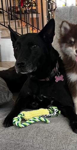 Lost Female Dog last seen Intersection of Courthouse Rd and Quincy Avenue, Gulfport, MS 39507