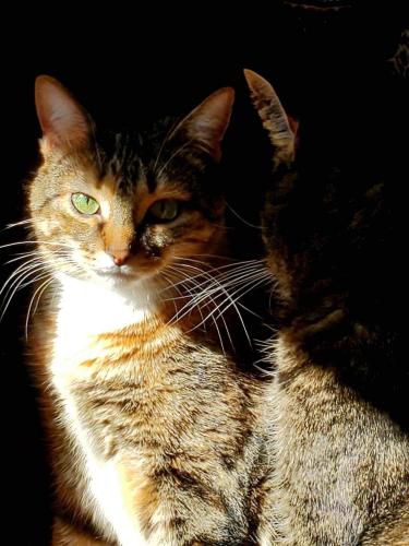 Lost Female Cat last seen Champions Bar and Grill , Highspire, PA 17034