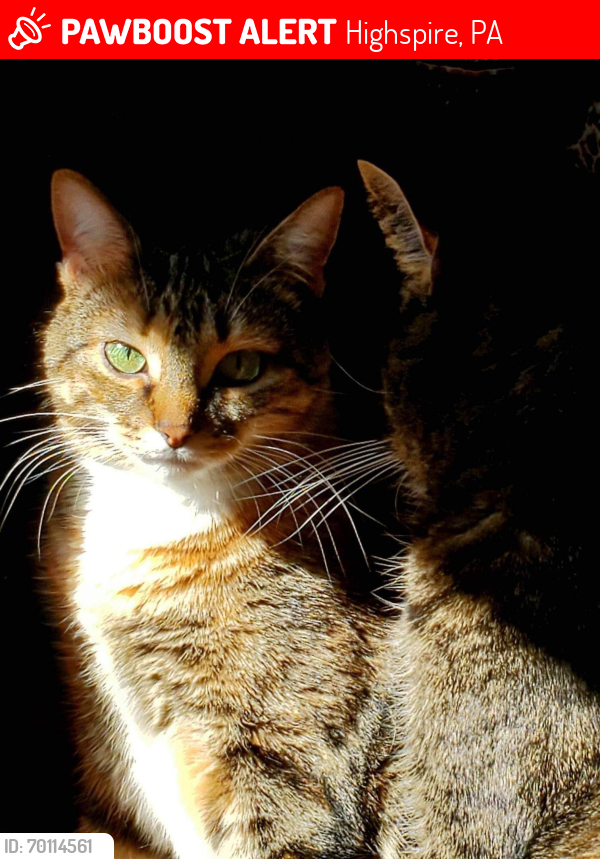 Lost Female Cat last seen Champions Bar and Grill , Highspire, PA 17034