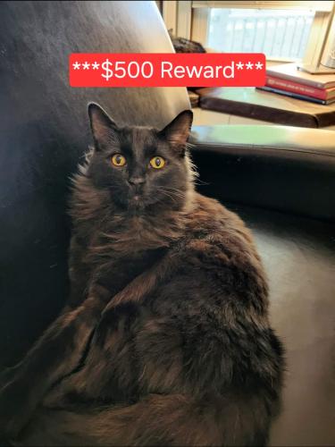 Lost Male Cat last seen South Michigan St & Pierce St., Plymouth, IN 46563