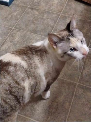 Lost Female Cat last seen Near 6th Ave N Fargo, ND The 