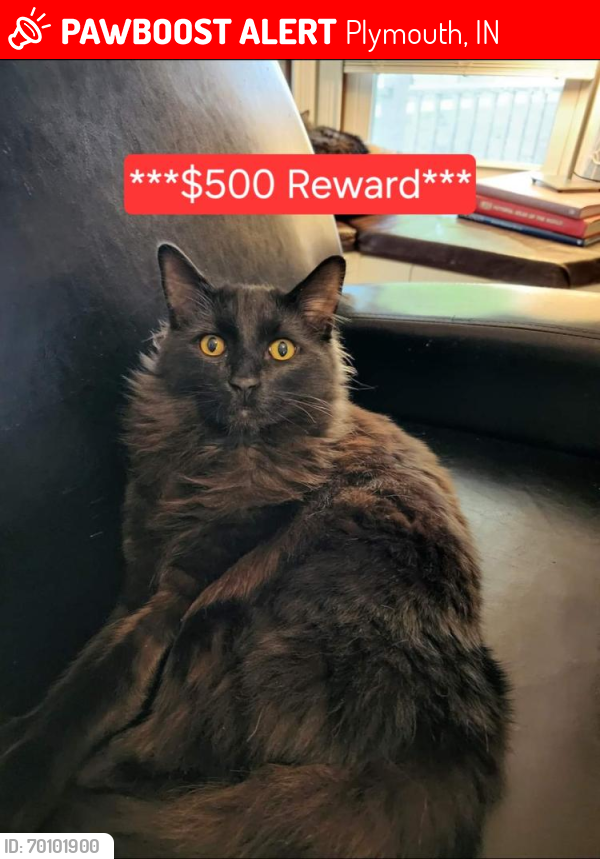 Lost Male Cat last seen South Michigan St & Pierce St., Plymouth, IN 46563
