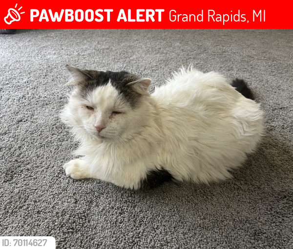 Lost Male Cat last seen Charring cross & Rowland Ave , Grand Rapids, MI 49546