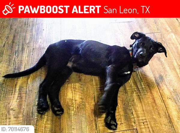 Lost Male Dog last seen Near 4th Street San Leon TX 77539, San Leon, TX 77539