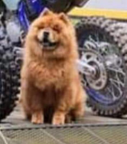 Lost Male Dog last seen Bowman rd, Middle Valley, TN 37343
