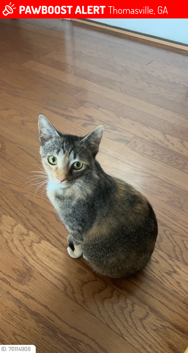 Lost Female Cat last seen Behind the gas station , Thomasville, GA 31792