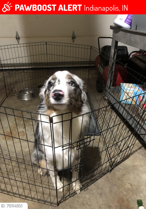 Lost Male Dog last seen Hoover road, Indianapolis, IN 46260