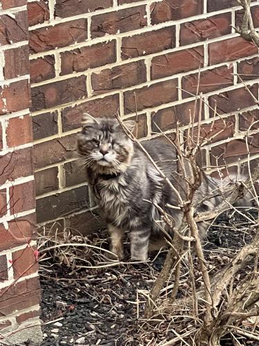 Found/Stray Unknown Cat last seen sawmill park dr, Dublin, OH 43017