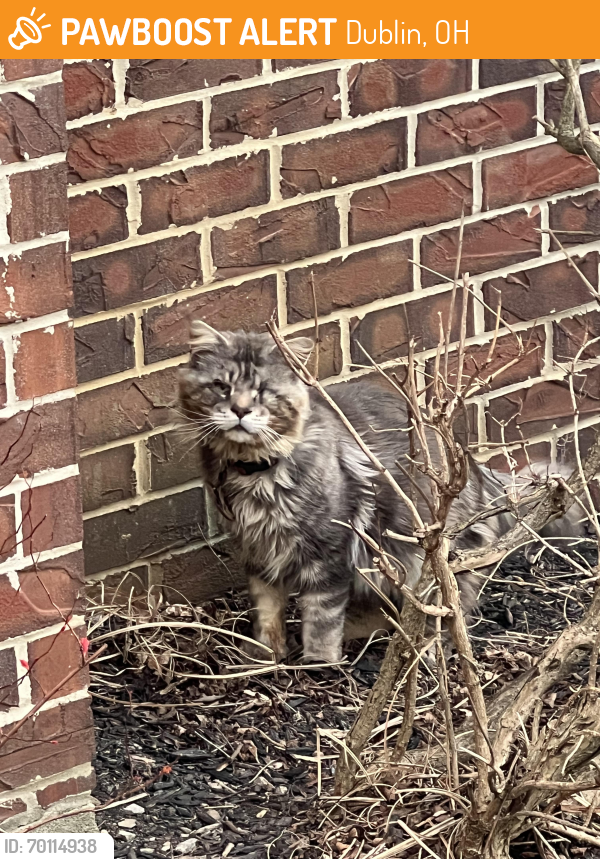 Found/Stray Unknown Cat last seen sawmill park dr, Dublin, OH 43017