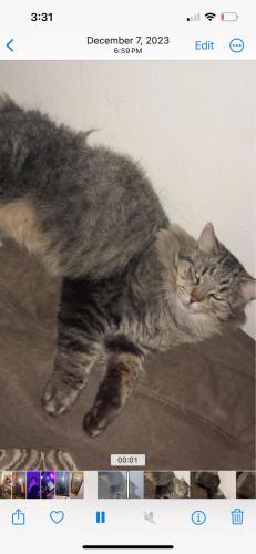 Lost Male Cat last seen Beverly and Goff, Albuquerque, NM 87105