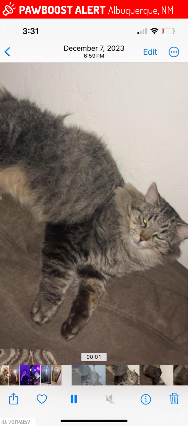 Lost Male Cat last seen Beverly and Goff, Albuquerque, NM 87105