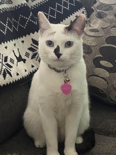 Lost Female Cat last seen Colima and Mulberry, Whittier, CA 90604