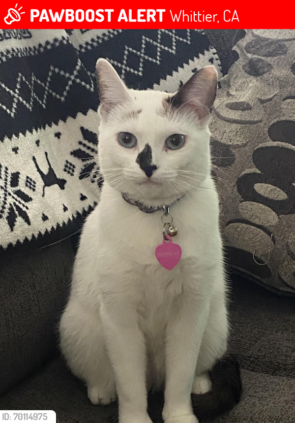 Lost Female Cat last seen Colima and Mulberry, Whittier, CA 90604