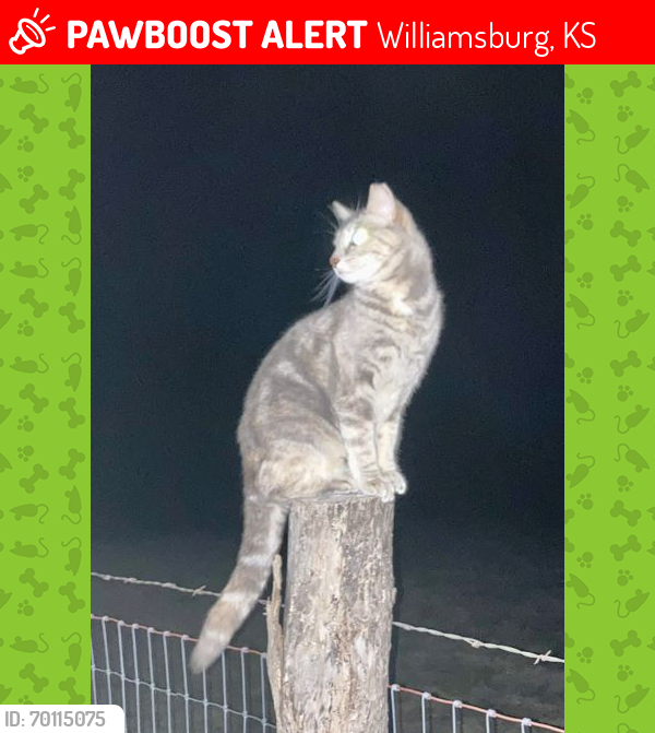 Lost Female Cat last seen Near Idaho Rd, Williamsburg, KS 66095