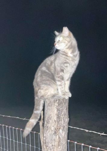 Lost Female Cat last seen Near Idaho Rd, Williamsburg, KS 66095