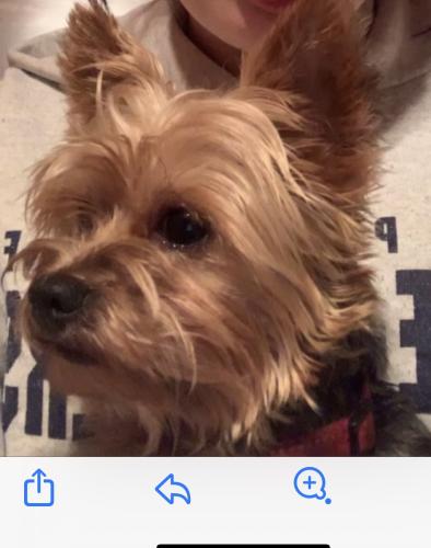 Lost Male Dog last seen New hwy 68 Tellico Plains , Madisonville, TN 37354