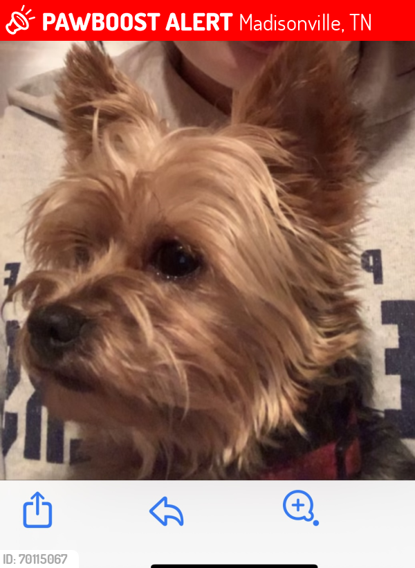 Lost Male Dog last seen New hwy 68 Tellico Plains , Madisonville, TN 37354
