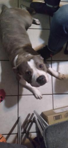 Lost Female Dog last seen east tremont avenue, The Bronx, NY 10460